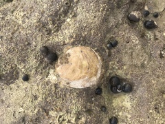 Ostrea edulis