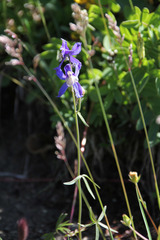 Delphinium sutherlandii