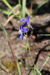 Delphinium sutherlandii