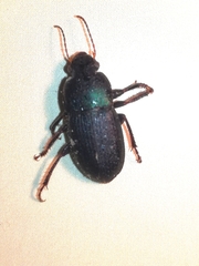Harpalus dimidiatus