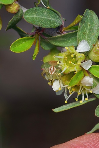 Swift Crab Spider photo 6