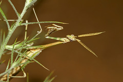Empusa pennicornis