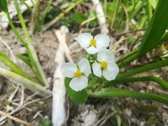 Sagittaria platyphylla