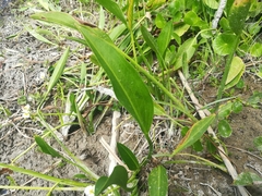 Sagittaria platyphylla