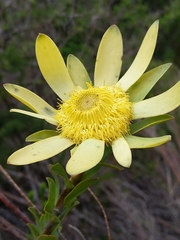 Leucadendron elimense elimense
