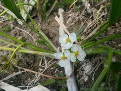 Sagittaria platyphylla
