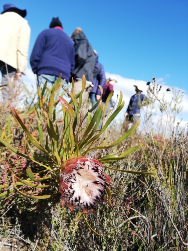Image of Protea pudens by (c) Rebecca Dames, some rights reserved (CC BY-SA)