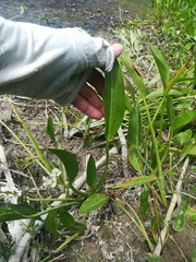 Sagittaria platyphylla