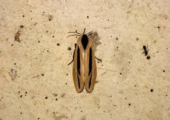 Creatonotos fasciatus