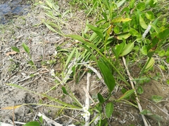 Sagittaria platyphylla