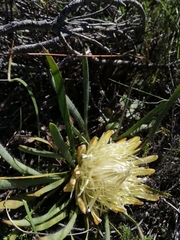 Protea aspera