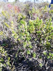 Cliffortia perpendicularis