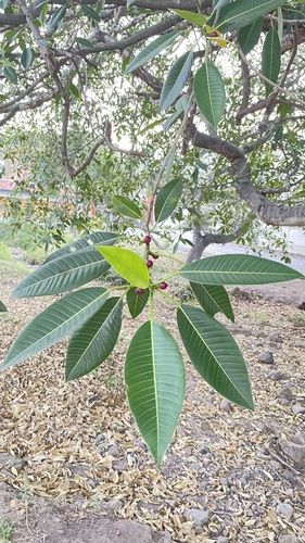 Ficus insipida - Whole tree