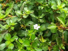 Bacopa monnieri