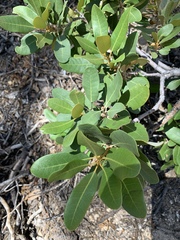 Chrysolepis sempervirens