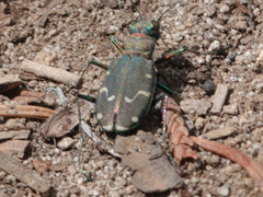 Cicindela depressula
