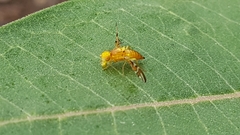 Trypetinae