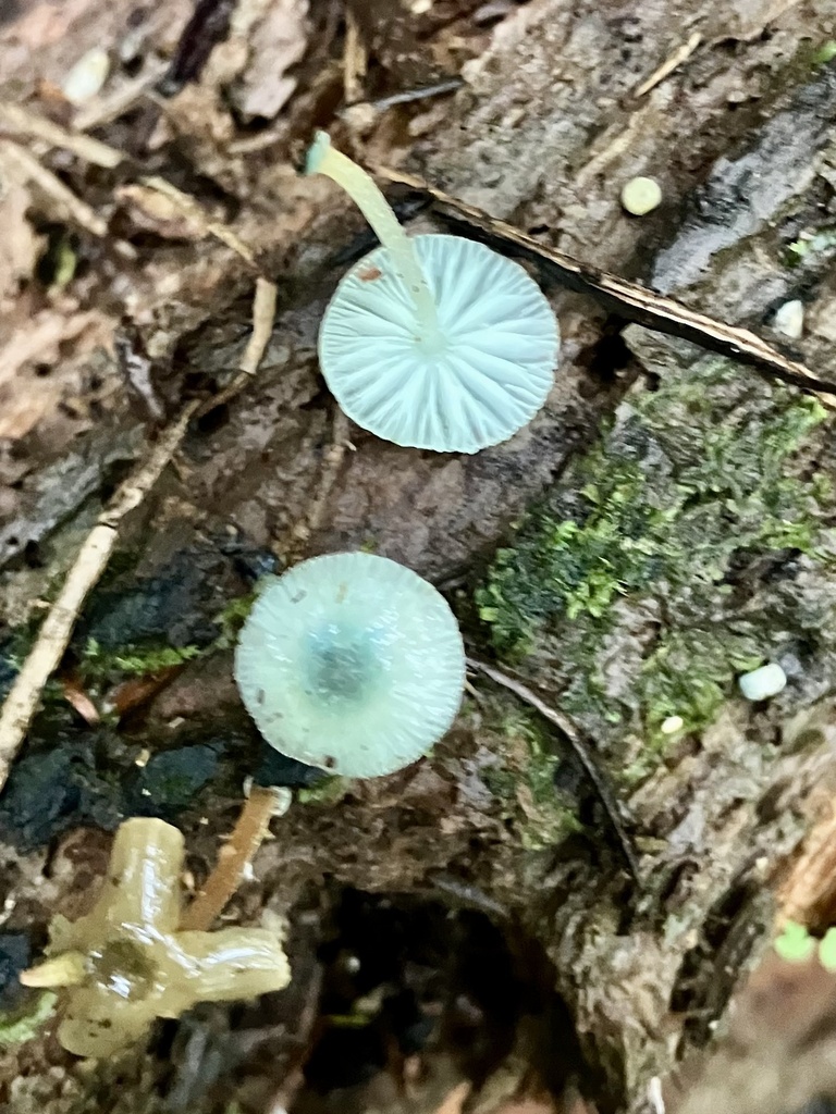 Mycena interrupta · March 2025 · photo: © bihnz (iNaturalist, cc-by)