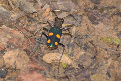 Cicindela bicolor