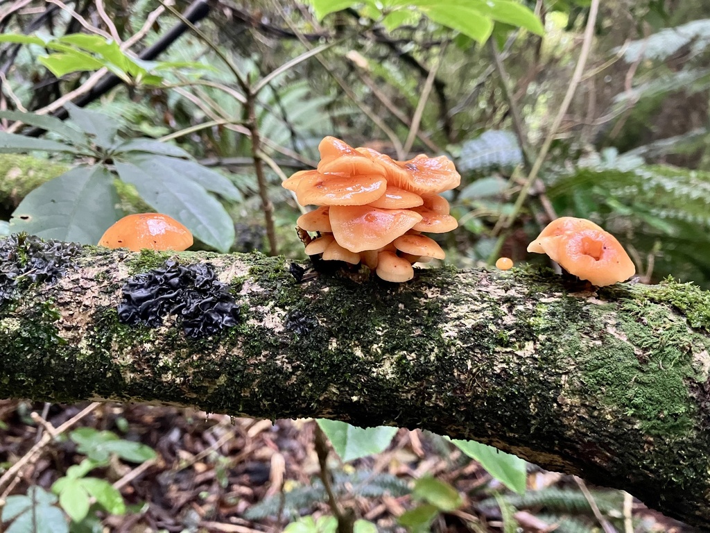 Flammulina velutipes · March 2025 · photo: © bihnz (iNaturalist, cc-by)