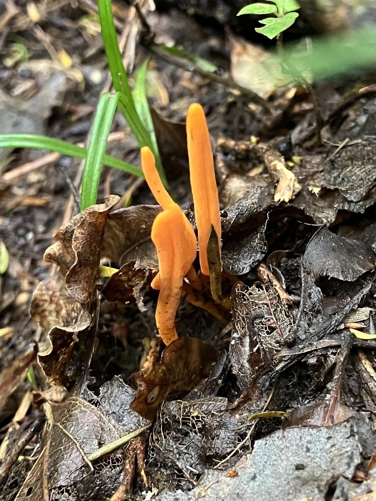 Clavulinopsis sulcata · March 2025 · photo: © bihnz (iNaturalist, cc-by)