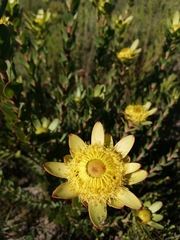 Leucadendron elimense elimense