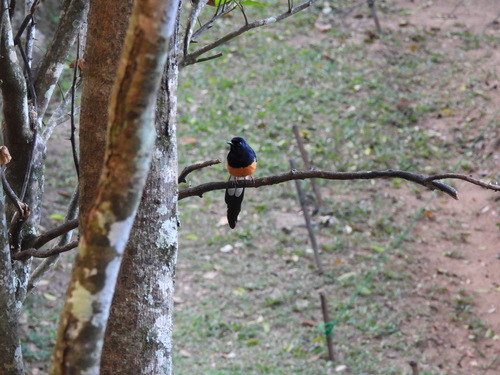 Sri Lanka Shama (Copsychus leggei), photo 5