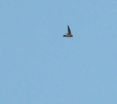 Indian Swiftlet (Aerodramus unicolor), photo 3