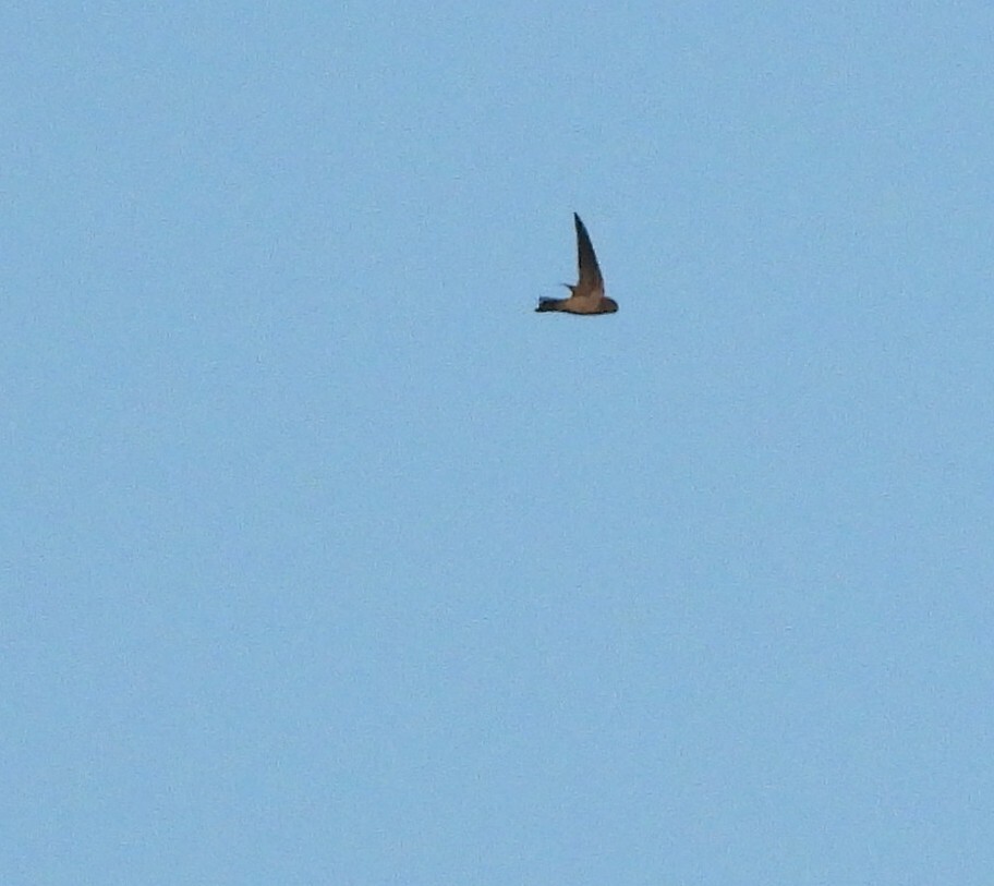 Indian Swiftlet (Aerodramus unicolor), photo 2