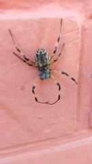 Nephilingis cruentata