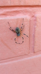 Nephilingis cruentata