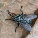 Common Flesh Fly - Photo (c) Marcello Consolo, some rights reserved (CC BY-NC-SA)