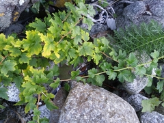Ribes divaricatum