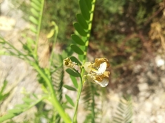 Sesbania herbacea