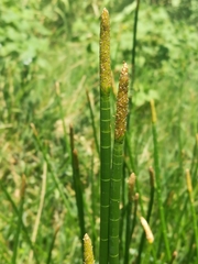 Eleocharis equisetoides