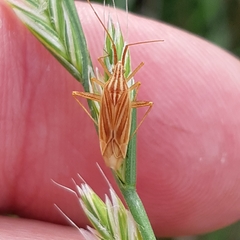 Miridius quadrivirgatus