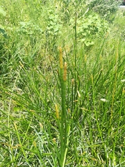 Eleocharis equisetoides