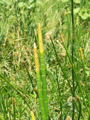 Eleocharis equisetoides