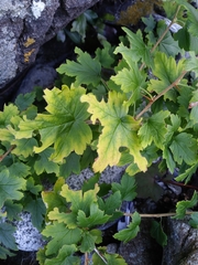 Ribes divaricatum