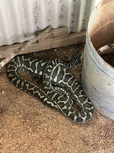 Coastal Carpet Python sighting