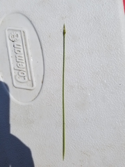 Schoenoplectus subterminalis