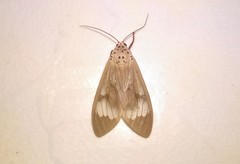 Amerila astreus
