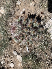 Echinocereus
