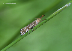 Chrysocrambus linetella