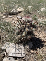 Echinocereus