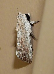 Catabenoides