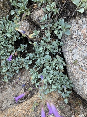 Penstemon caesius