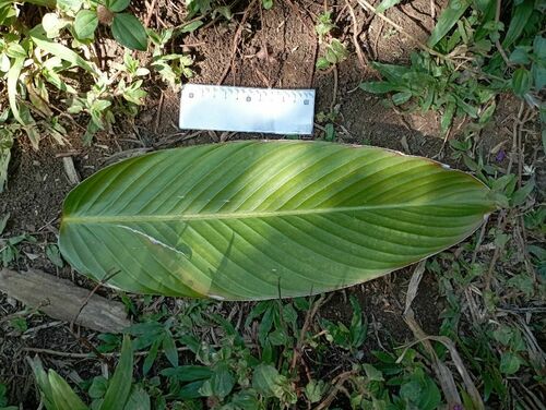 Phrynium giganteum observed 2024-10-20