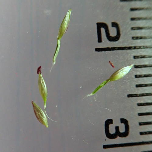 Image of Southern Crabgrass (Digitaria ciliaris) by no rights reserved