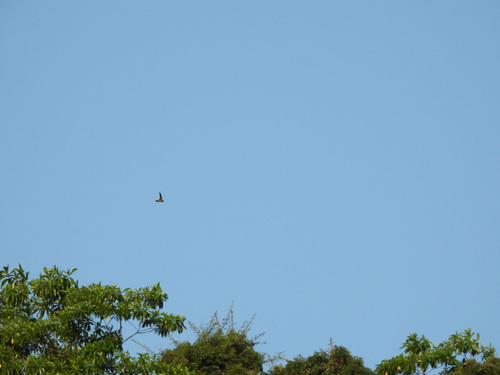 Indian Swiftlet (Aerodramus unicolor), photo 4